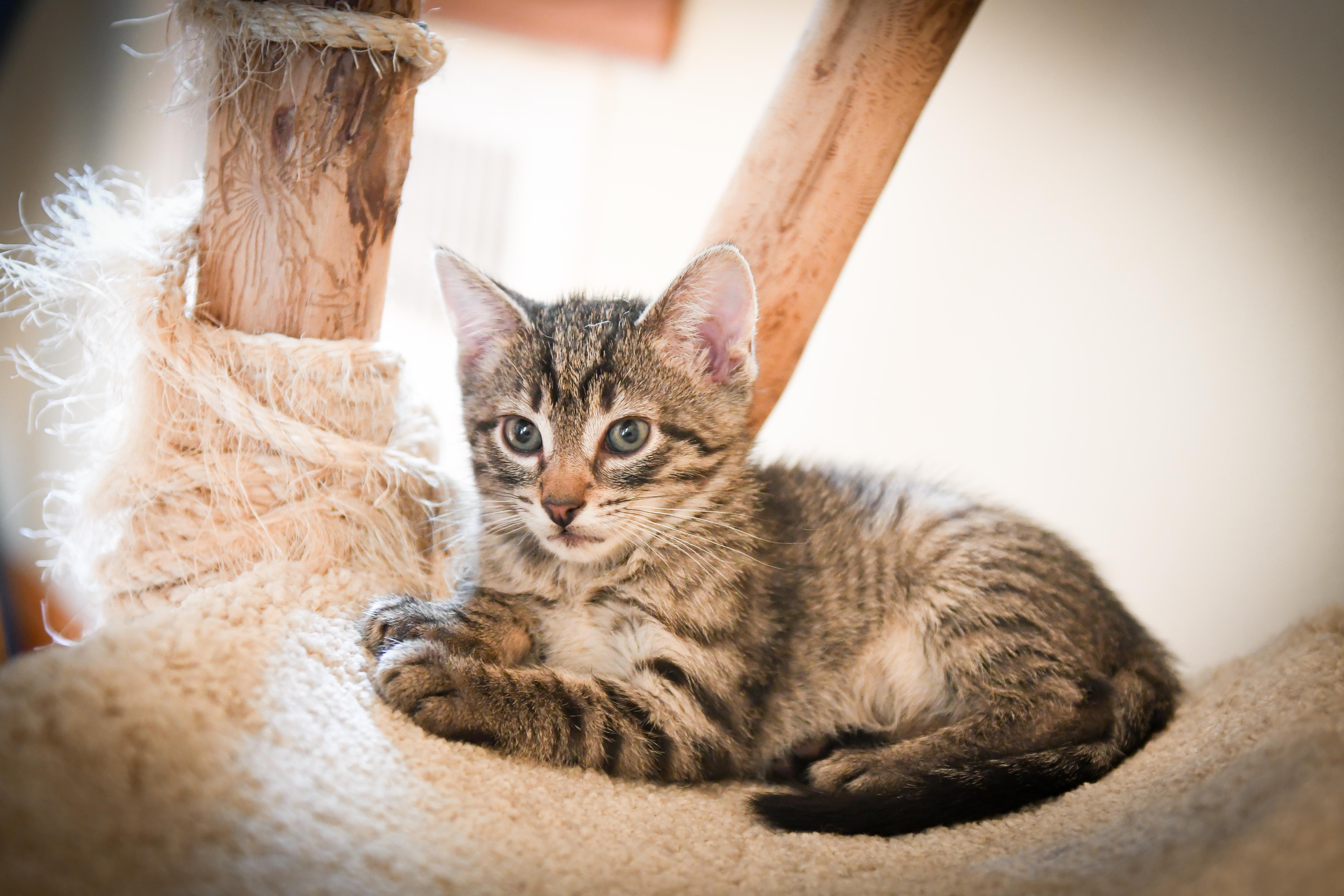 Enlarge Monterey , a ADOPTABLE Domestic Short Hair in Port Washington, WI image 2/4