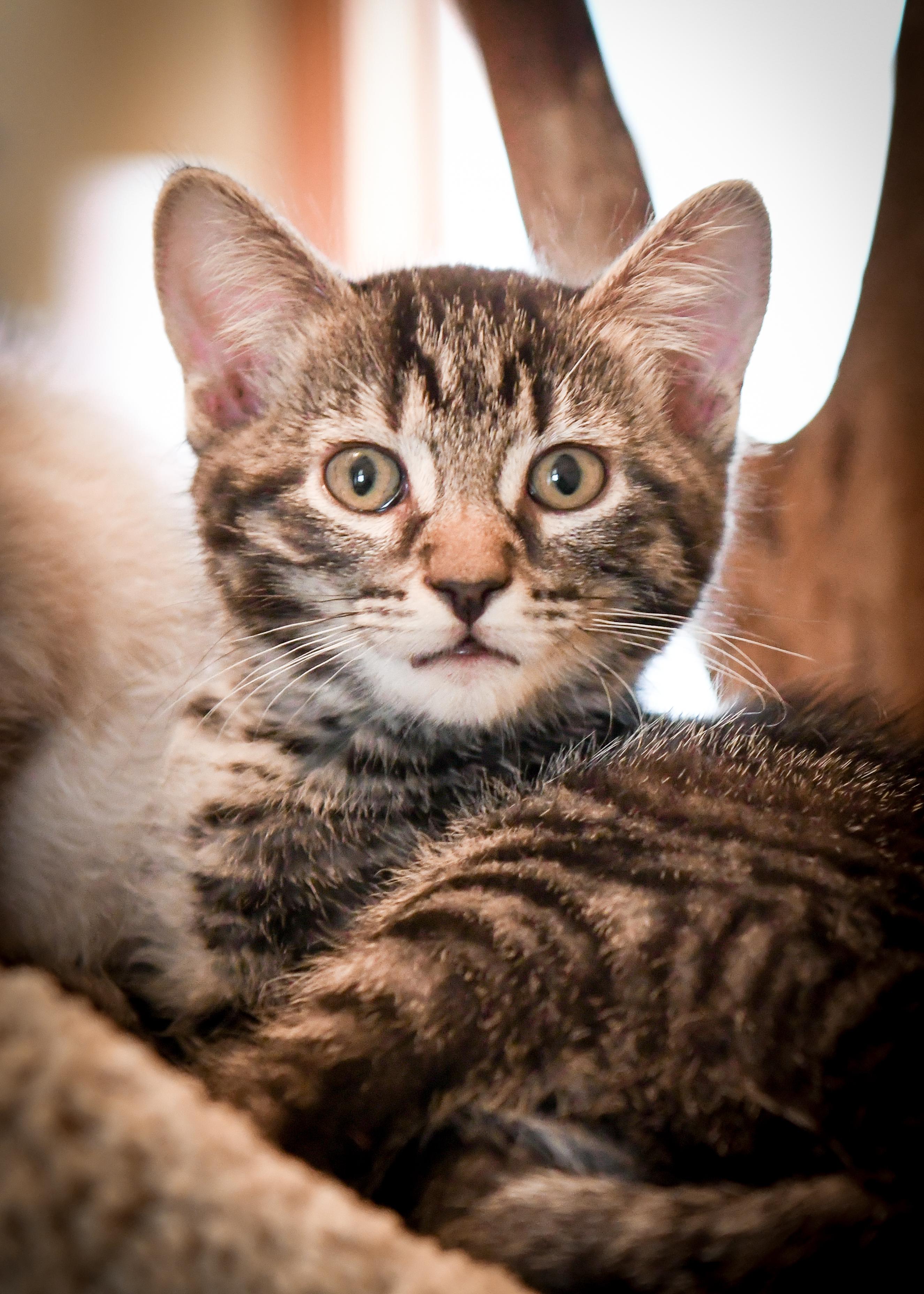 Enlarge Monterey , a ADOPTABLE Domestic Short Hair in Port Washington, WI image 1/4