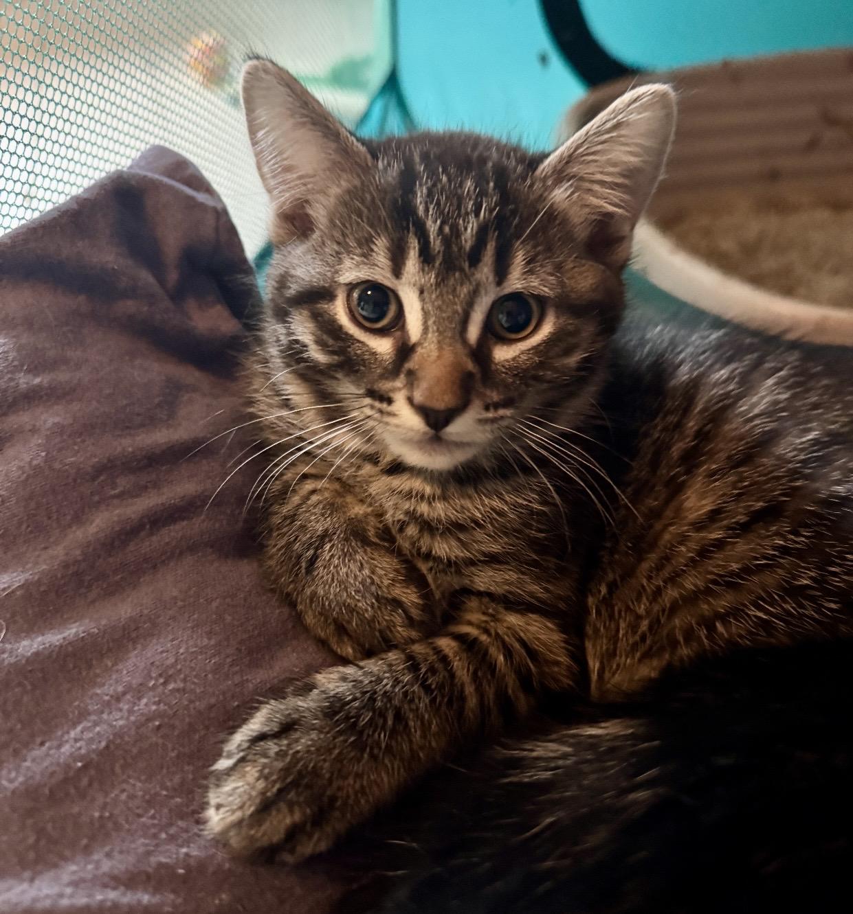 Enlarge Monterey , a ADOPTABLE Domestic Short Hair in Port Washington, WI image 3/4