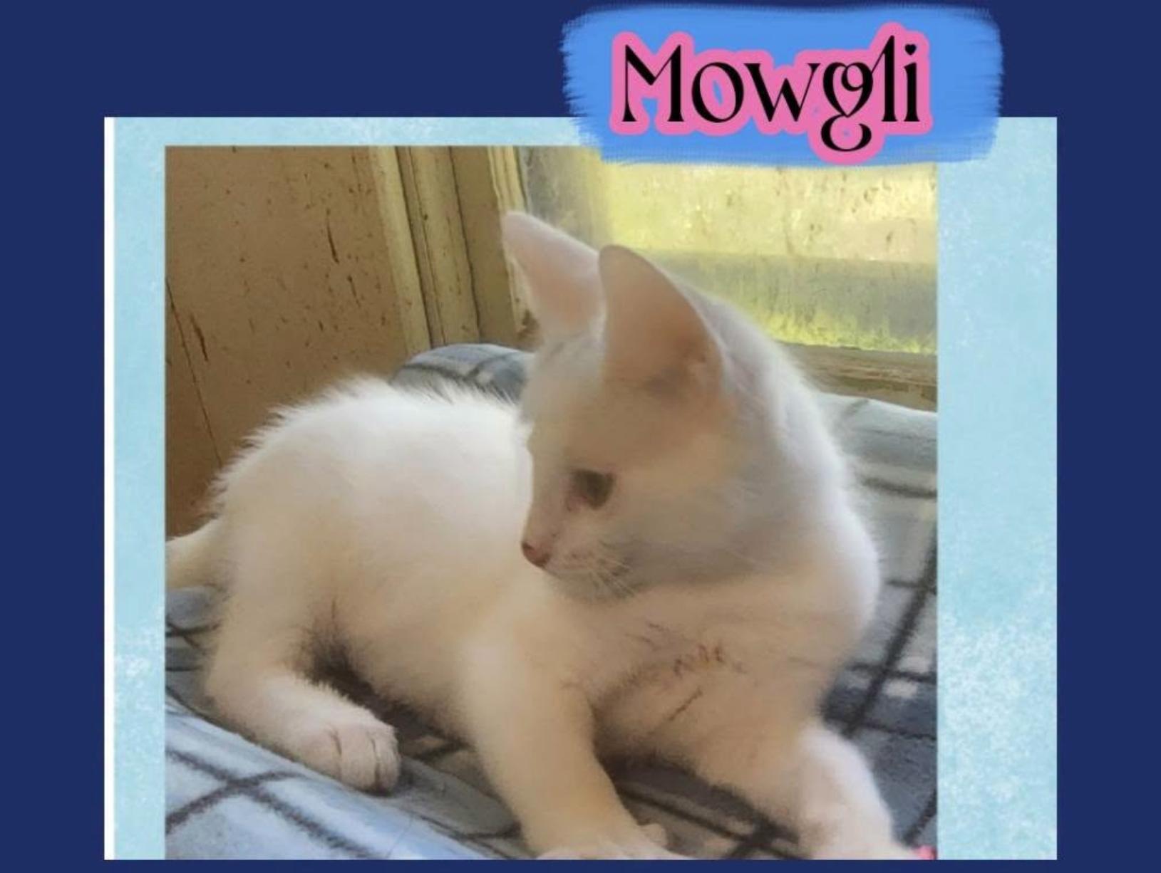 MOWGLI of the Terrific 5, adopted, Kitten Male Domestic Short Hair.