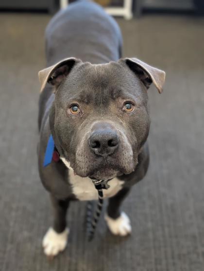 Enlarge Maui, a Adoptable mixed breed in Bensalem, PA image 1/3