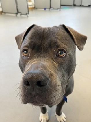 Enlarge Maui, a Adoptable mixed breed in Bensalem, PA image 3/3