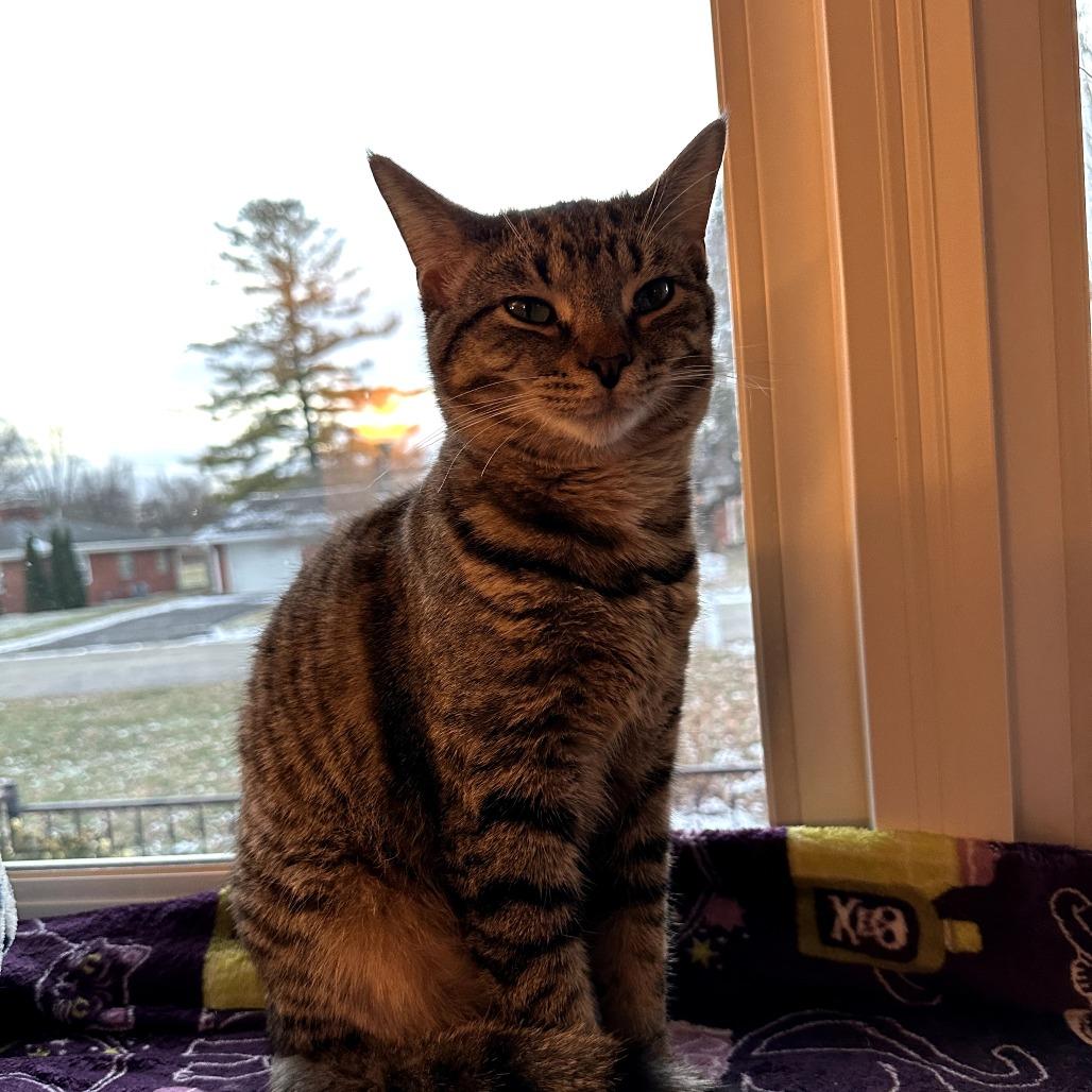 Spam @PAWZ pet cafe, Adoptable, Young Male Domestic Short Hair.