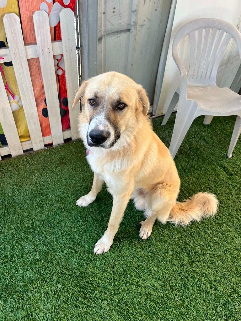 Baymax, Adoptable, Young Male German Shepherd Dog & Mixed Breed.