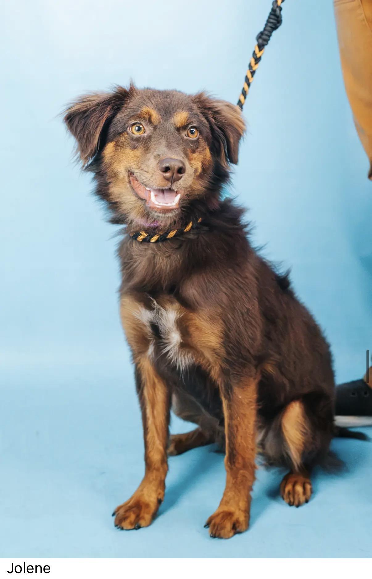 Enlarge Jolene, a Adopted mixed breed in Minneapolis, MN image 5/5
