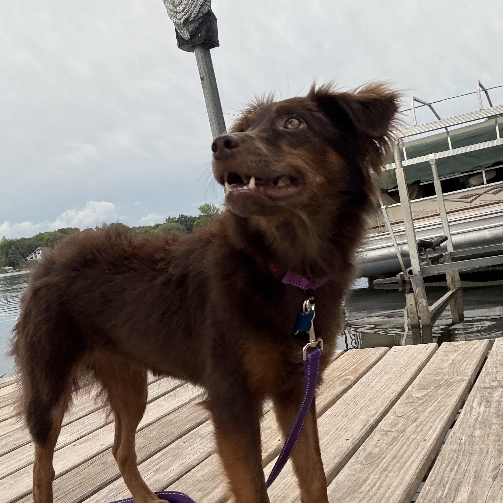 Enlarge Jolene, a Adopted mixed breed in Minneapolis, MN image 2/5