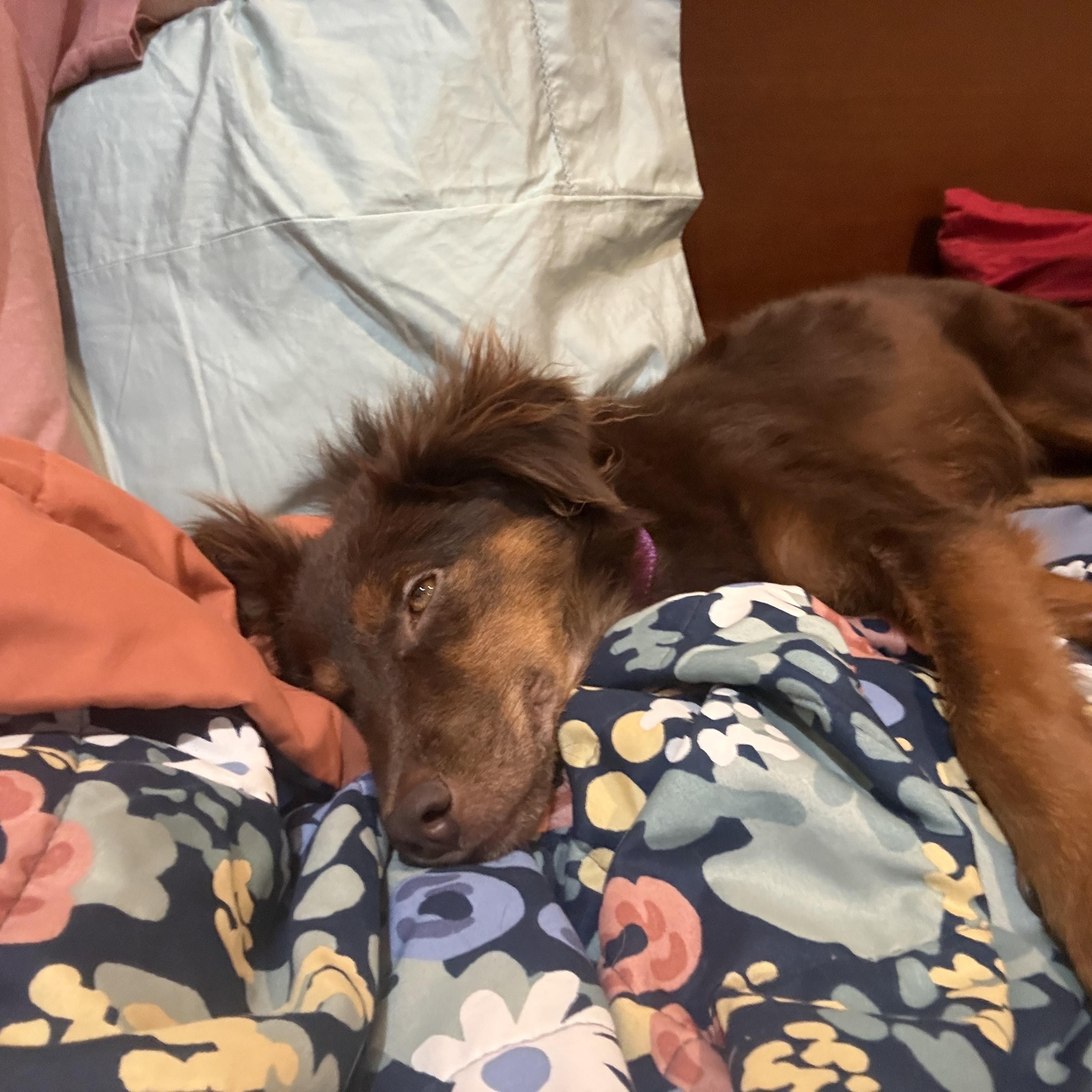 Enlarge Jolene, a Adopted mixed breed in Minneapolis, MN image 3/5