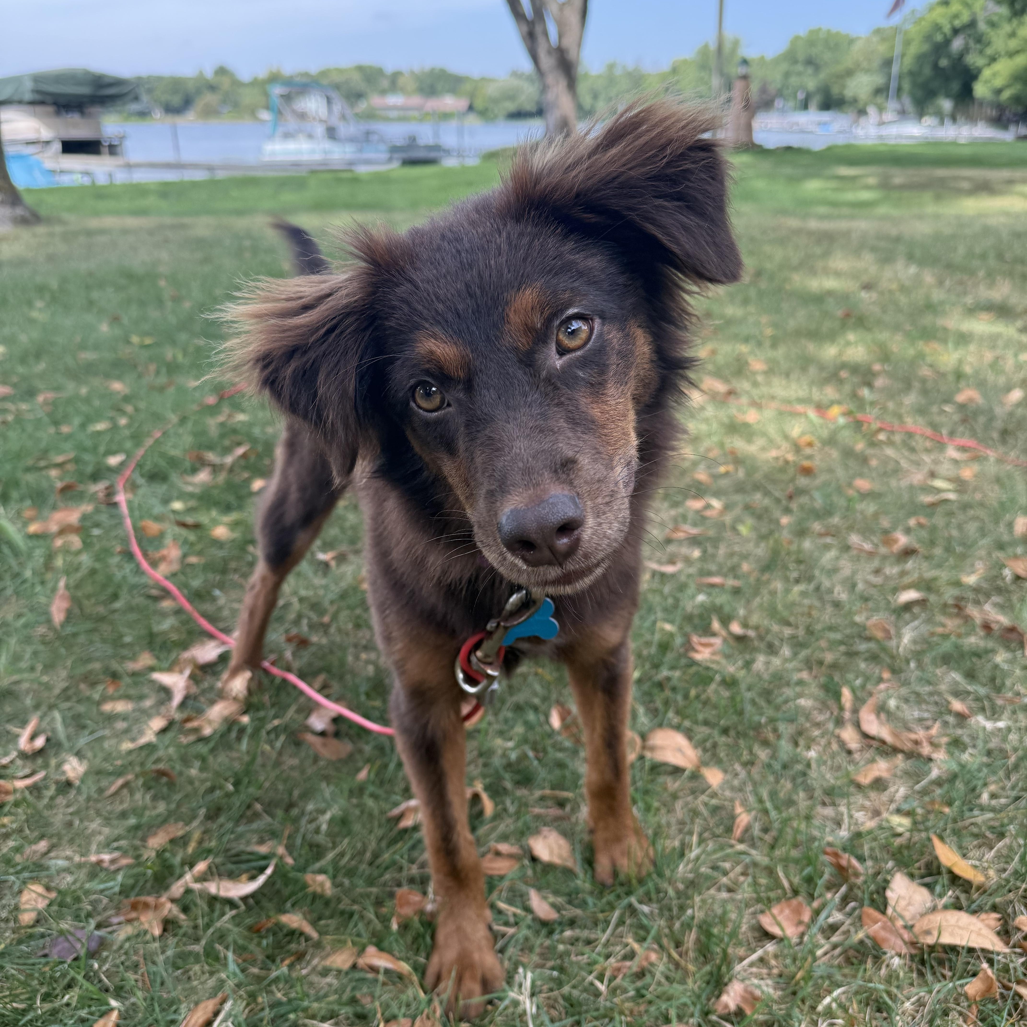 Jolene, Adopted, Young Female Australian Shepherd & Spaniel.