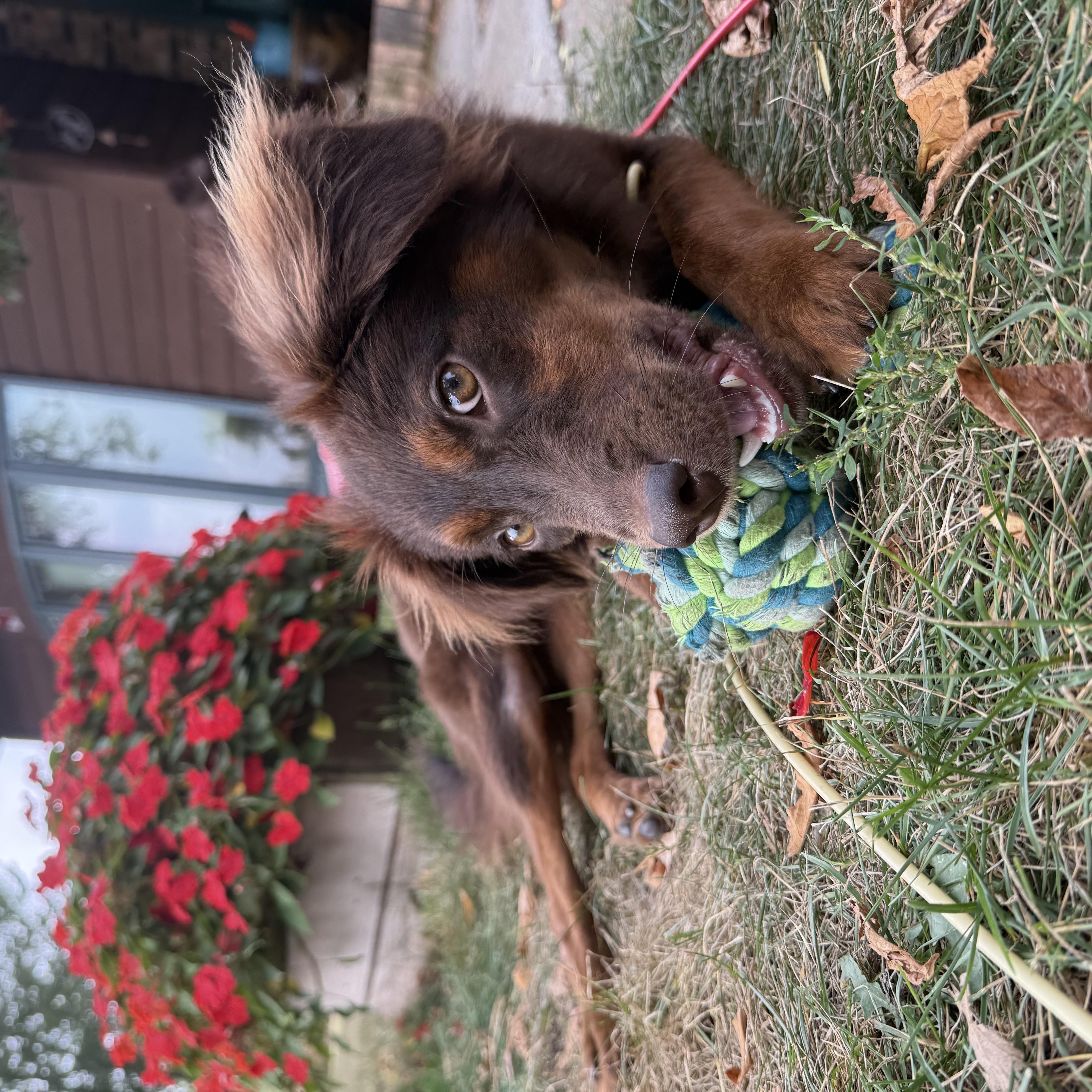 Enlarge Jolene, a Adopted mixed breed in Minneapolis, MN image 4/5
