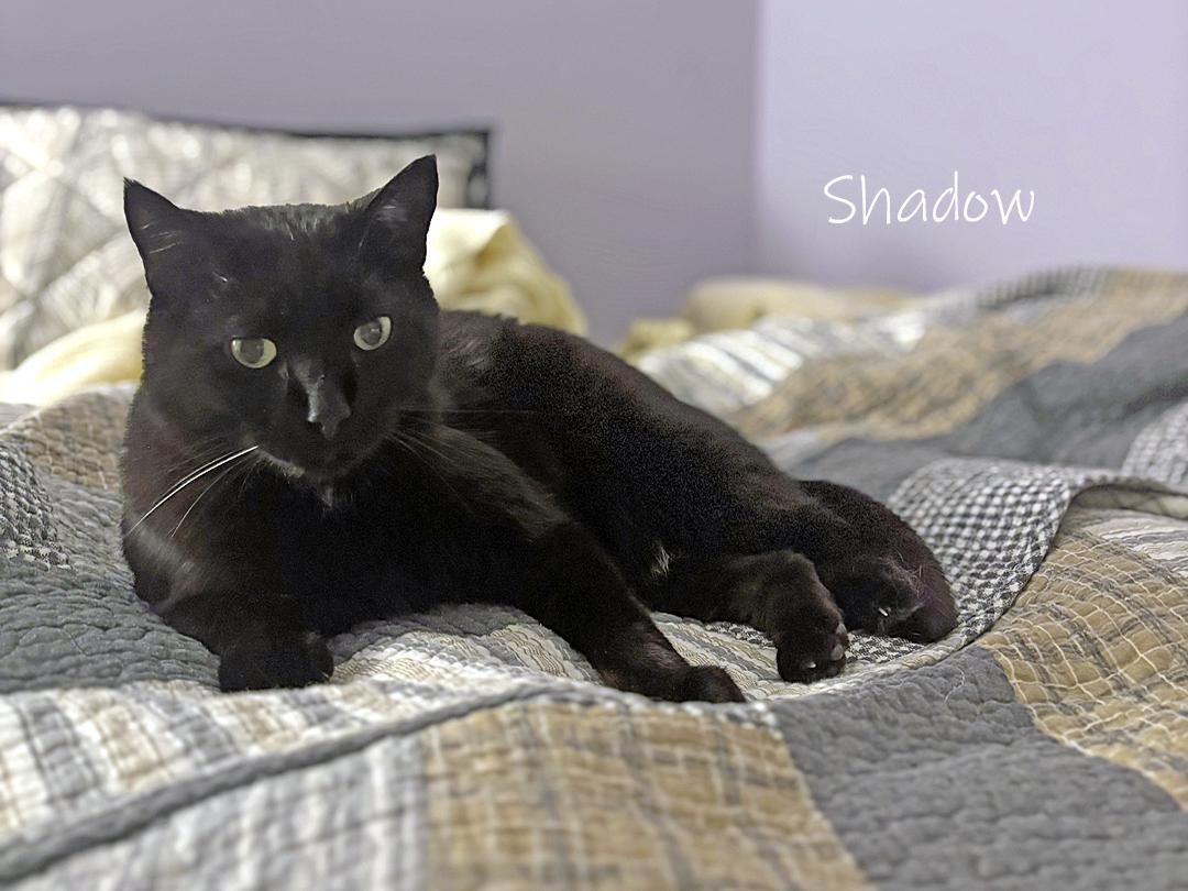 Enlarge Shadow, a ADOPTABLE Domestic Short Hair in Chicago, IL image 1/2