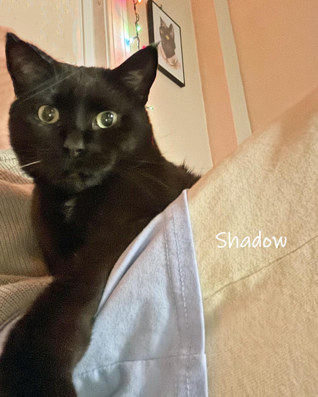 Enlarge Shadow, a ADOPTABLE Domestic Short Hair in Chicago, IL image 2/2