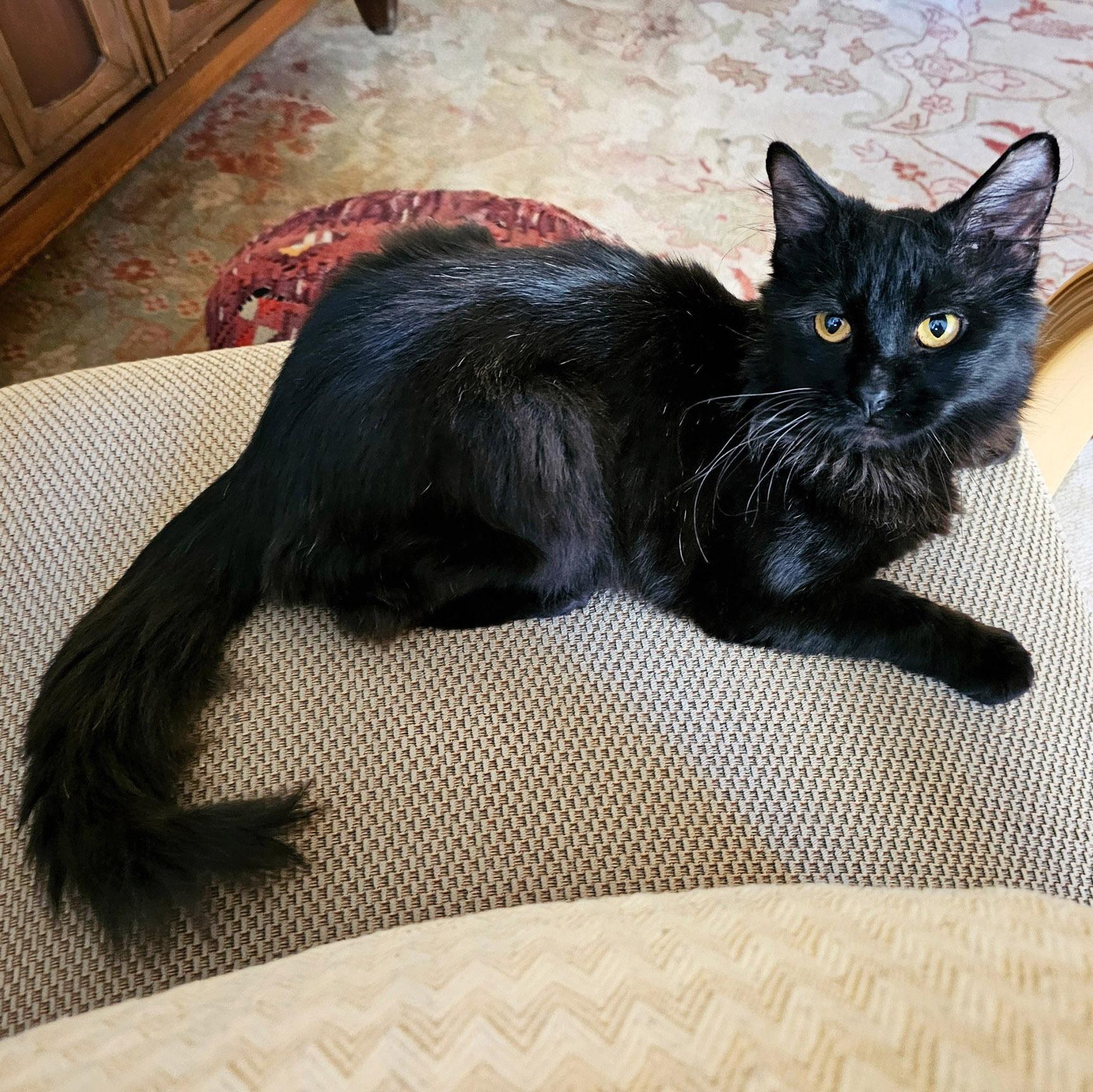 Blackbean, a Adoptable Domestic Medium Hair in Chicago, IL image 4/6