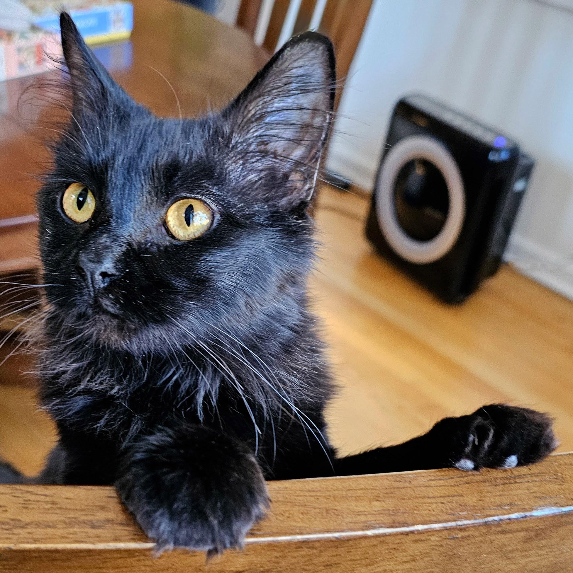 Blackbean, a Adoptable Domestic Medium Hair in Chicago, IL image 2/6