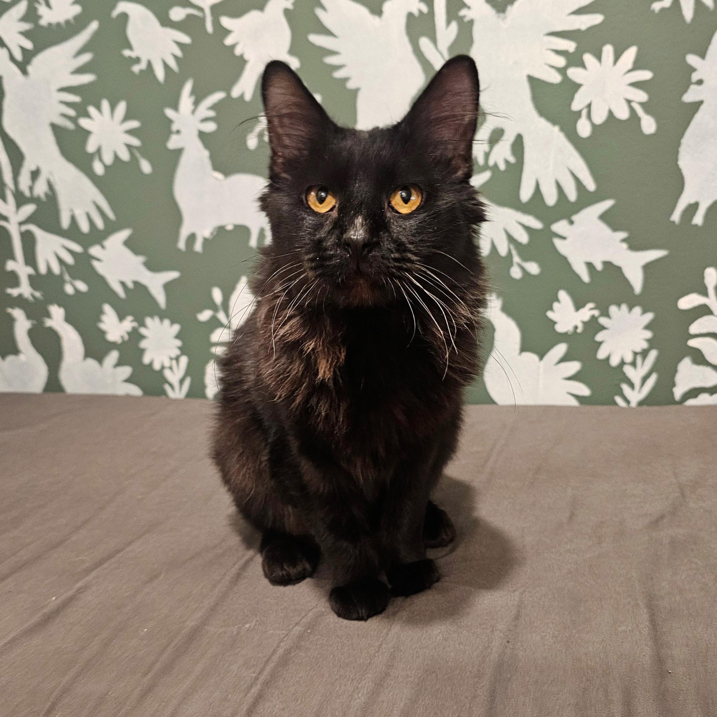Blackbean, a Adoptable Domestic Medium Hair in Chicago, IL image 5/6