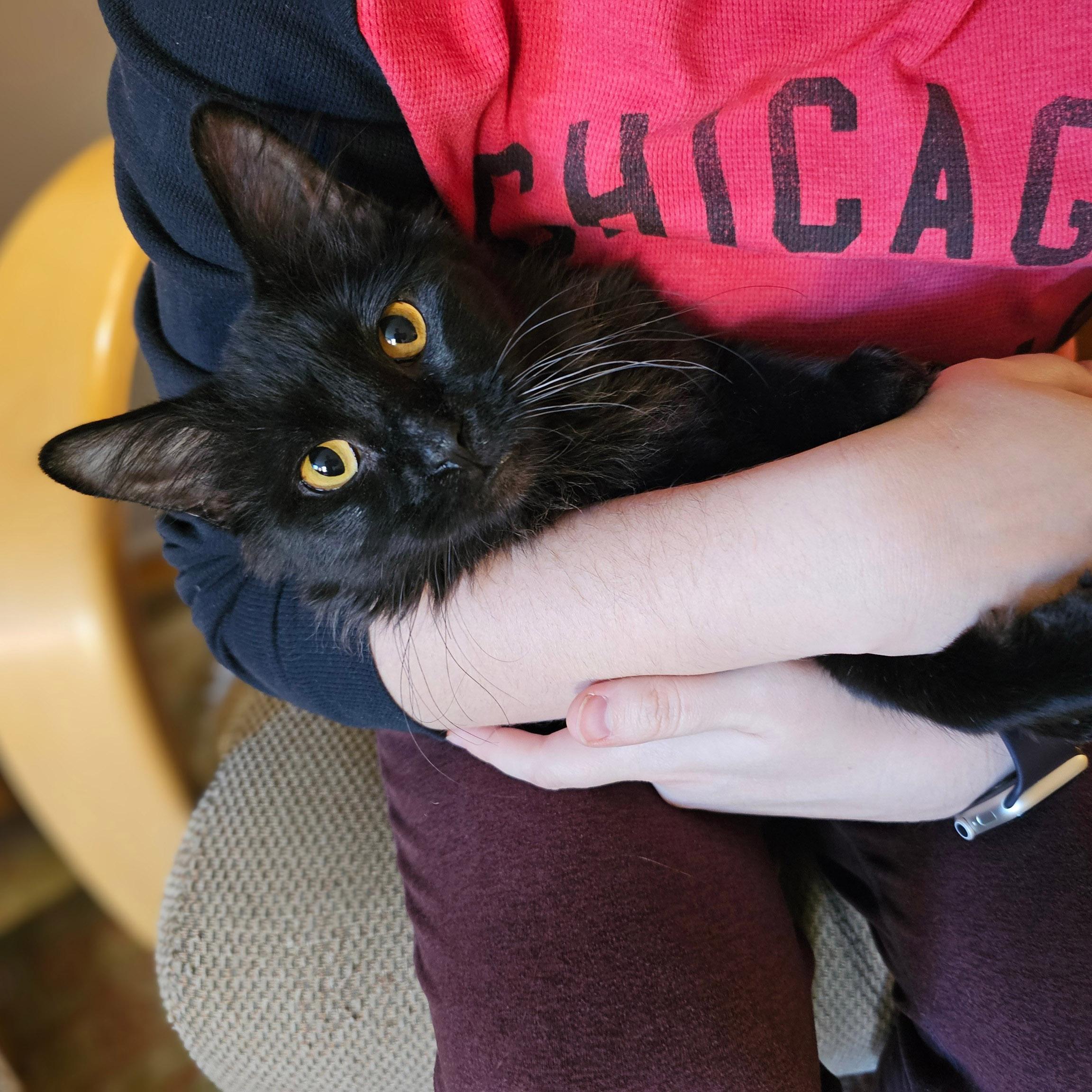 Blackbean, a Adoptable Domestic Medium Hair in Chicago, IL image 3/6