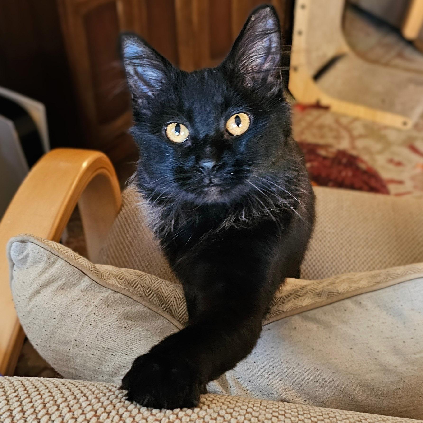 Blackbean, a Adoptable Domestic Medium Hair in Chicago, IL image 1/6