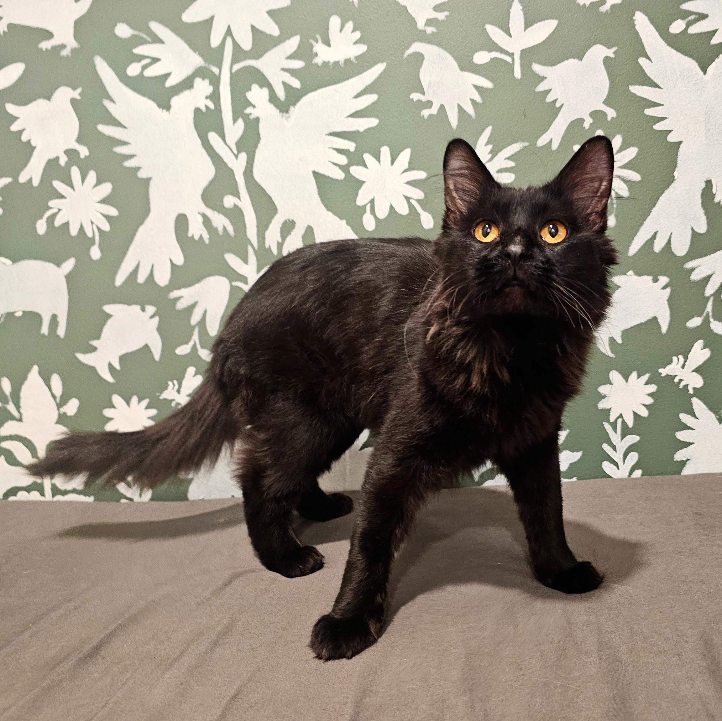 Blackbean, a Adoptable Domestic Medium Hair in Chicago, IL image 6/6