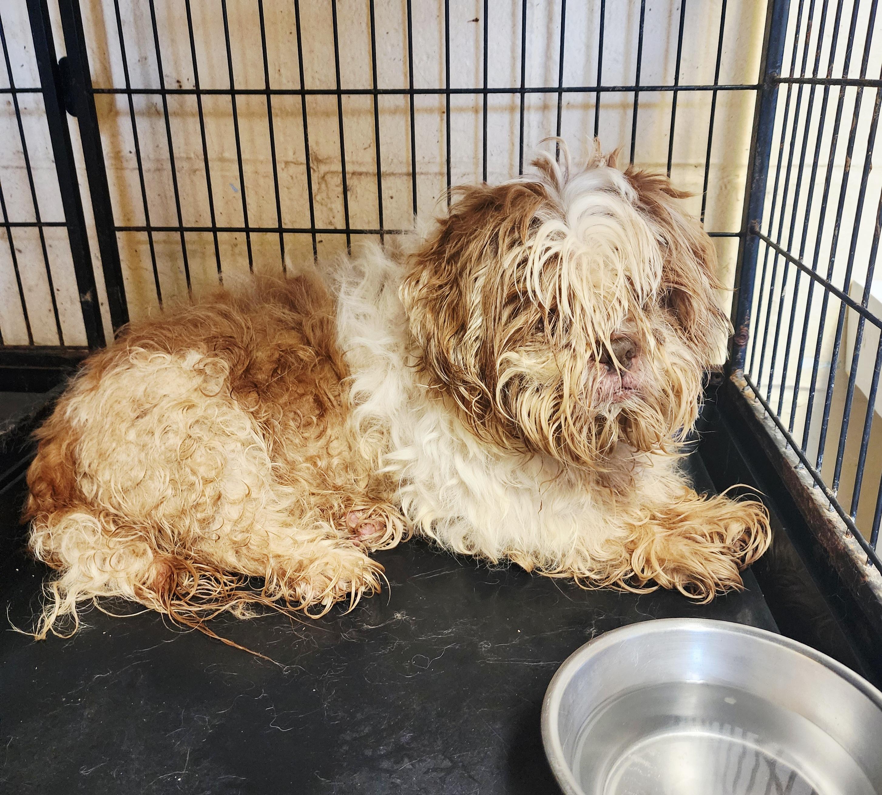 Walter, adopted, Senior Male Shih Tzu.