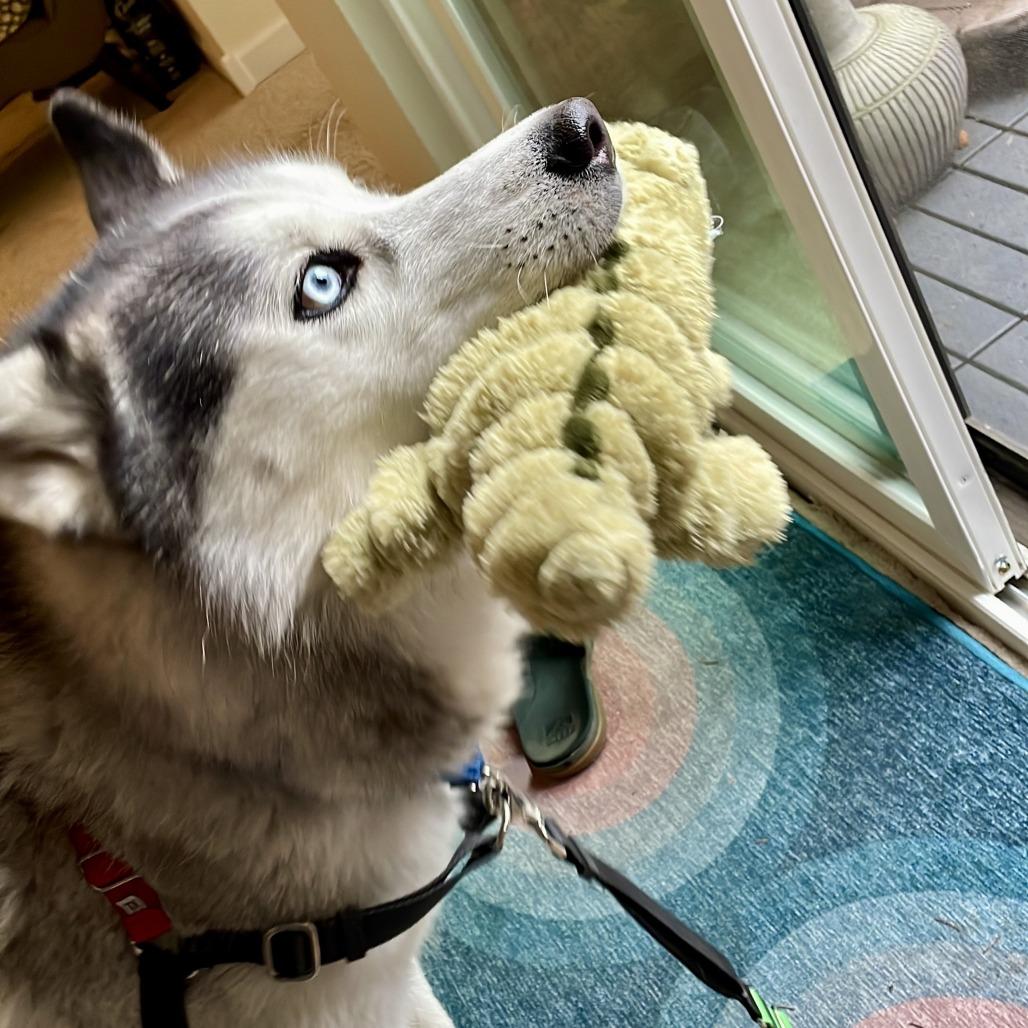 Enlarge Echo, a Adoptable Siberian Husky in Woodinville, WA image 3/6