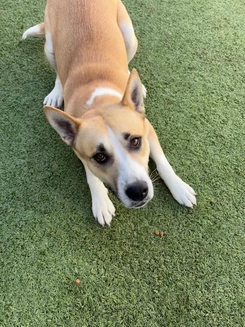 Enlarge Pelican , a ADOPTABLE mixed breed in Fayetteville, AR image 5/5