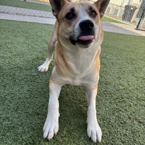 Enlarge Pelican , a ADOPTABLE mixed breed in Fayetteville, AR image 3/5