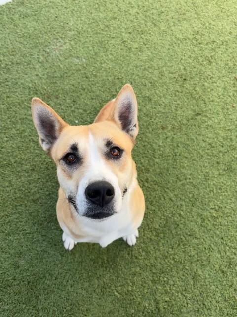 Enlarge Pelican , a ADOPTABLE mixed breed in Fayetteville, AR image 1/5