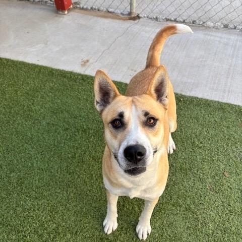 Enlarge Pelican , a ADOPTABLE mixed breed in Fayetteville, AR image 4/5