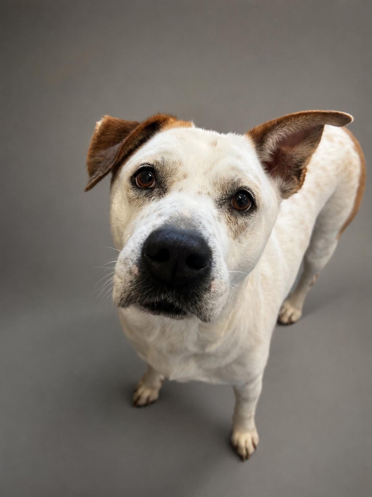 Bella -$75 Adoption Fee! Diamond Dog!, Adoptable, Adult Female Pit Bull Terrier & Australian Cattle Dog / Blue Heeler.