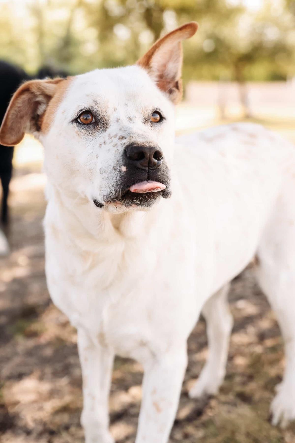 Enlarge Bella -$75 Adoption Fee! Diamond Dog!, a Adoptable mixed breed in Rockwall, TX image 2/3