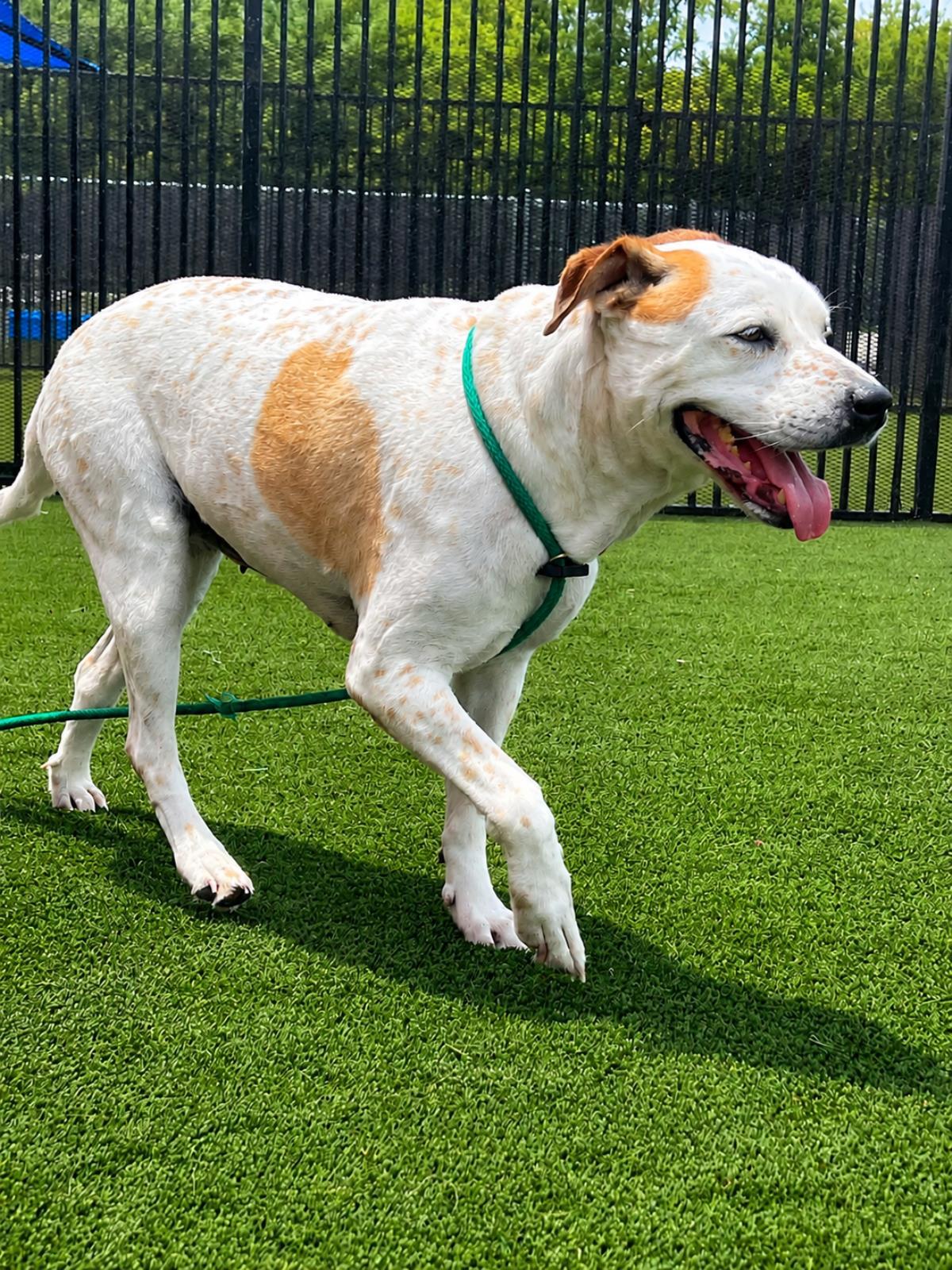 Enlarge Bella -$75 Adoption Fee! Diamond Dog!, a Adoptable mixed breed in Rockwall, TX image 3/3