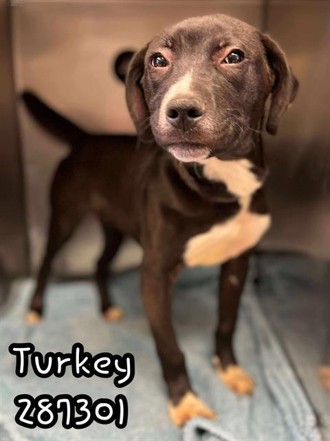 Enlarge TURKEY, a Adoptable Mixed Breed in Macon, GA image 1/1