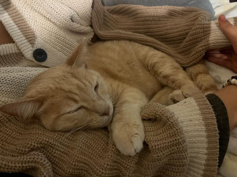 Enlarge Bruce (Bonded with Skye), a Adoptable Domestic Short Hair in San Jose, CA image 3/5