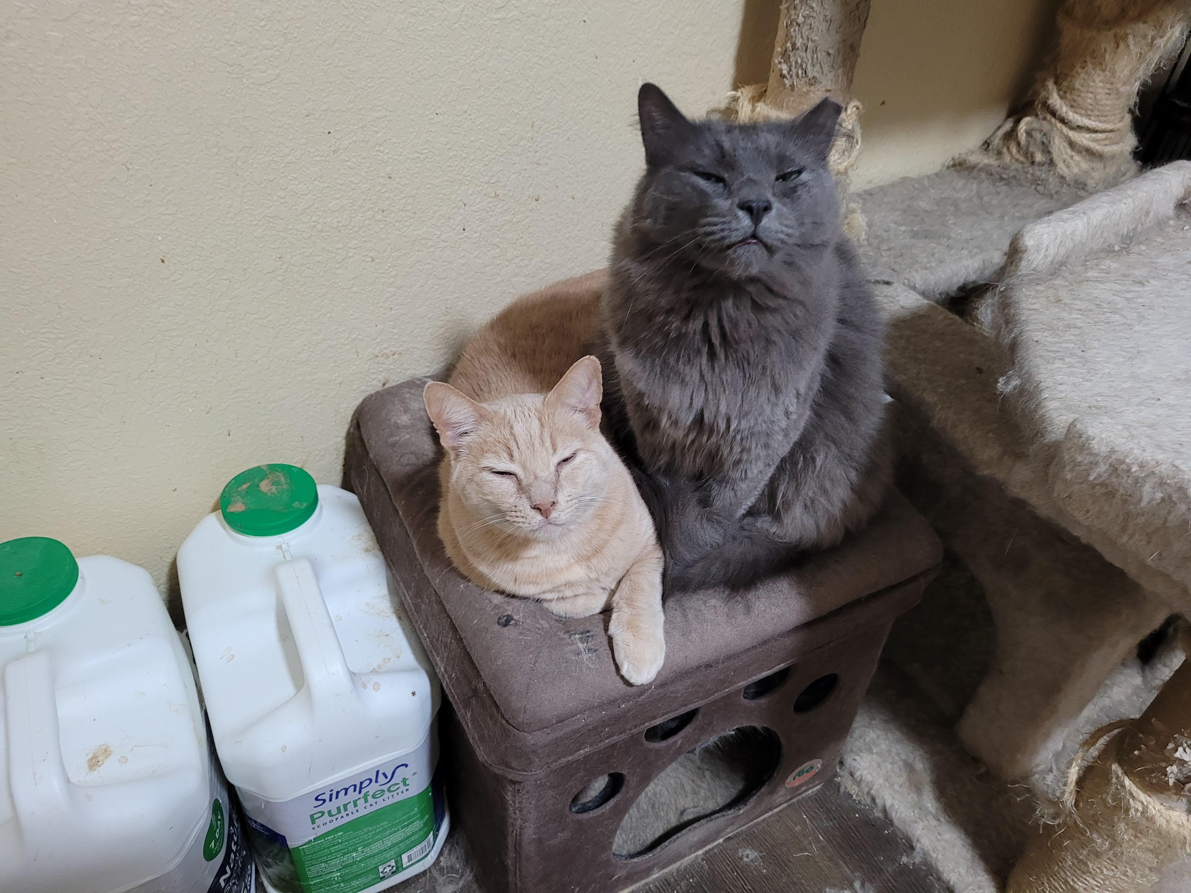 Bruce (Bonded with Skye), Adoptable, Senior Male Domestic Short Hair.