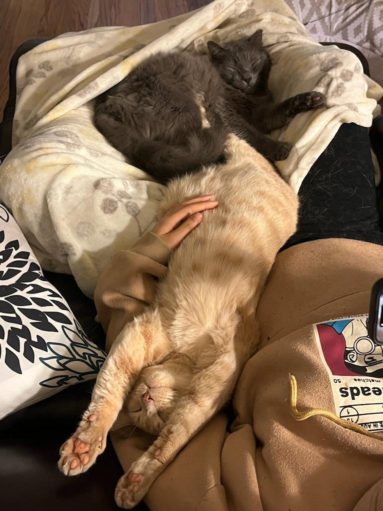 Enlarge Bruce (Bonded with Skye), a Adoptable Domestic Short Hair in San Jose, CA image 4/5