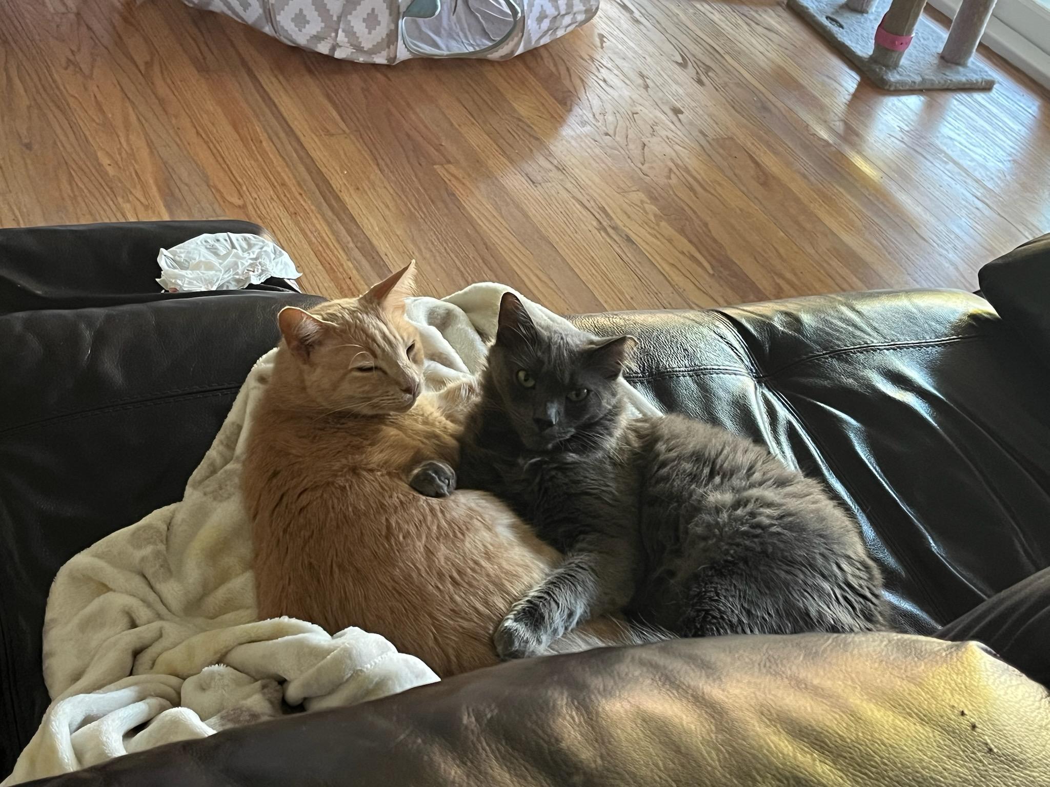 Enlarge Bruce (Bonded with Skye), a Adoptable Domestic Short Hair in San Jose, CA image 2/6