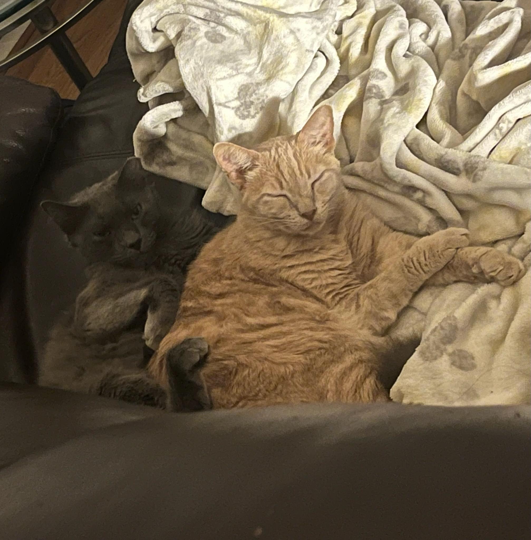 Bruce (Bonded with Skye)