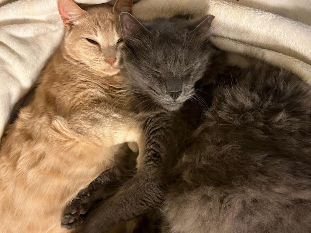 Enlarge Bruce (Bonded with Skye), a Adoptable Domestic Short Hair in San Jose, CA image 1/5