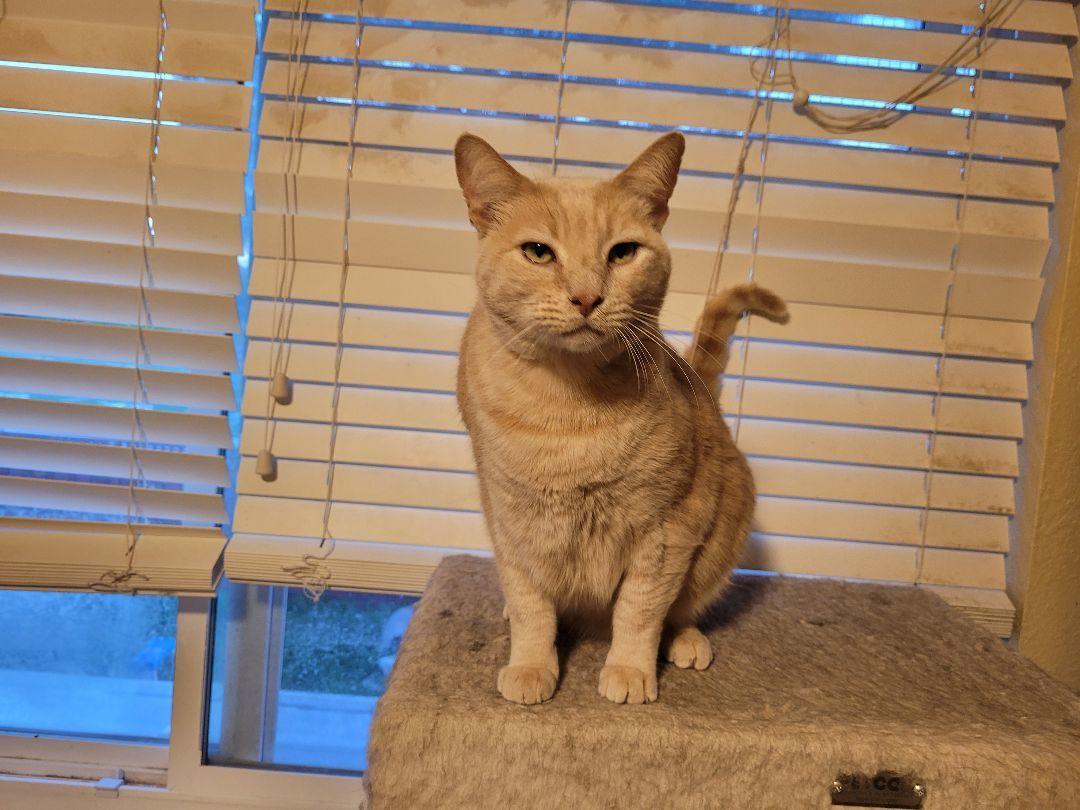 Enlarge Bruce (Bonded with Skye), a Adoptable Domestic Short Hair in San Jose, CA image 4/6