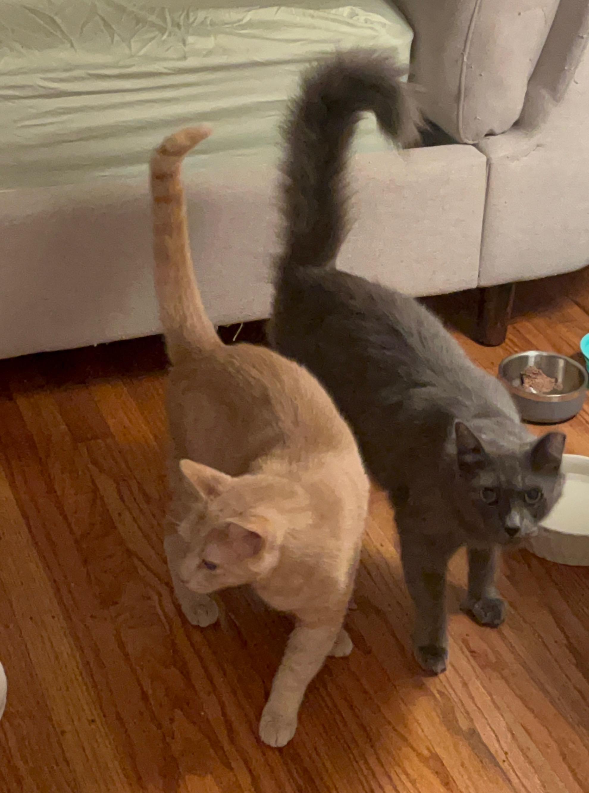 Bruce (Bonded with Skye)