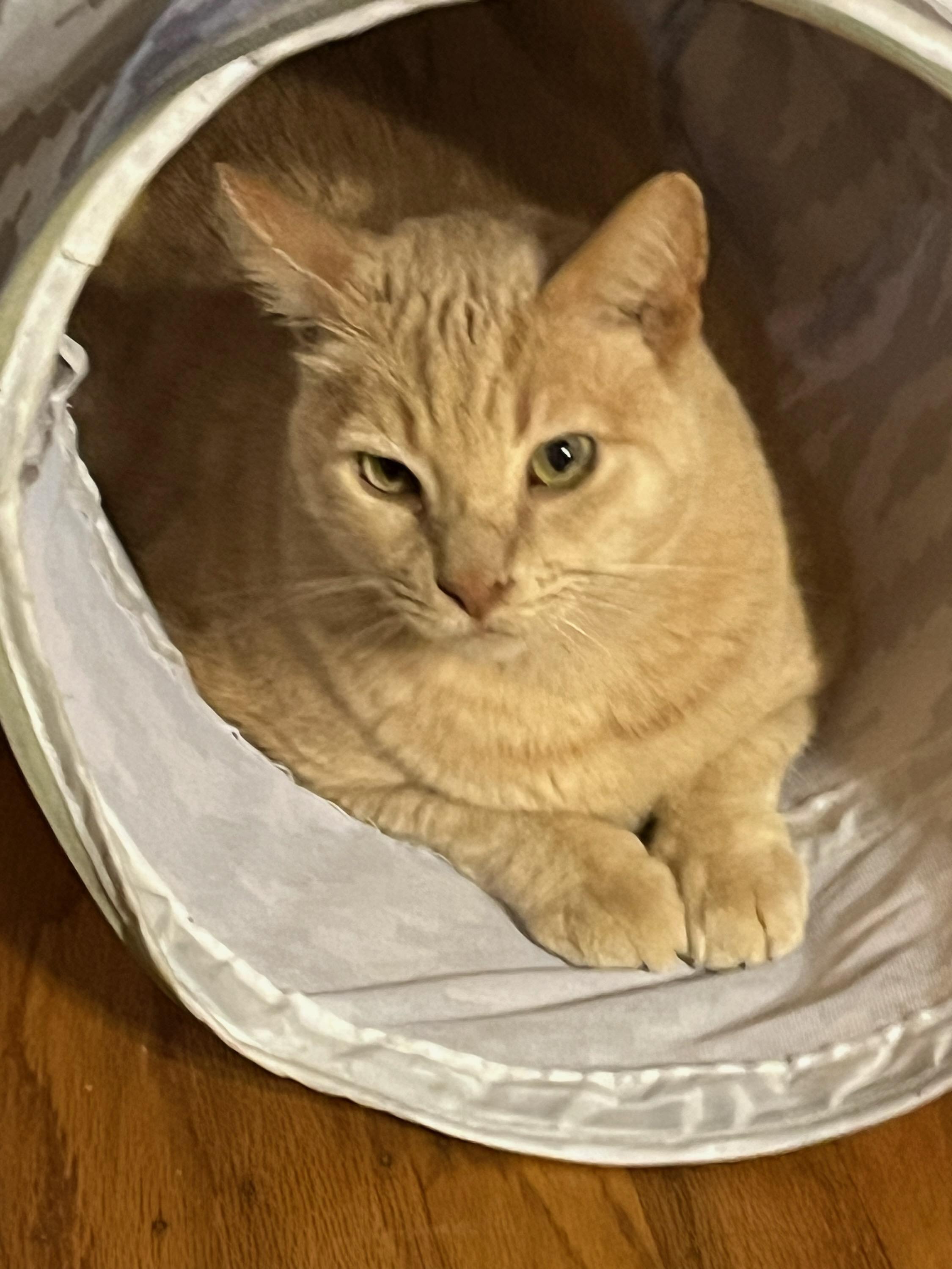 Enlarge Bruce (Bonded with Skye), a Adoptable Domestic Short Hair in San Jose, CA image 5/5