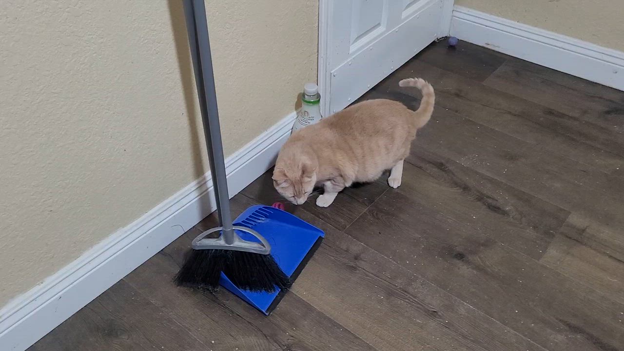 Enlarge Bruce (Bonded with Skye), a Adoptable Domestic Short Hair in San Jose, CA video 6/6