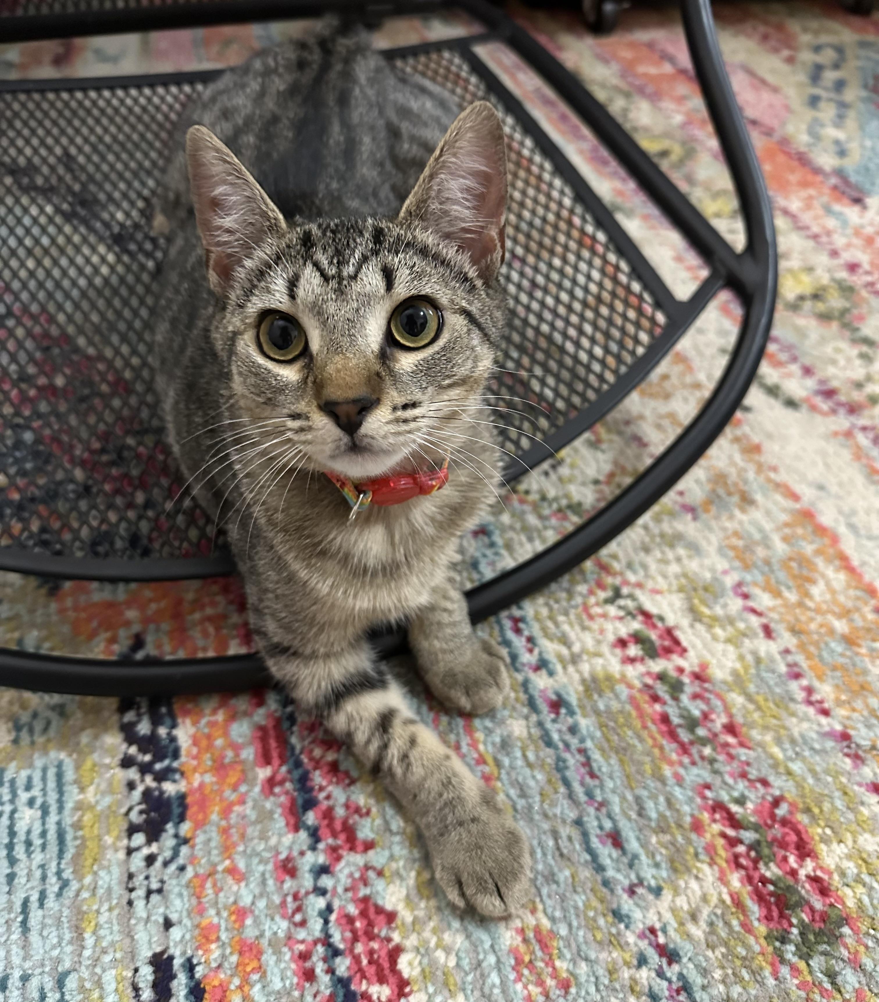 Penny, Adoptable, Kitten Female Domestic Short Hair.