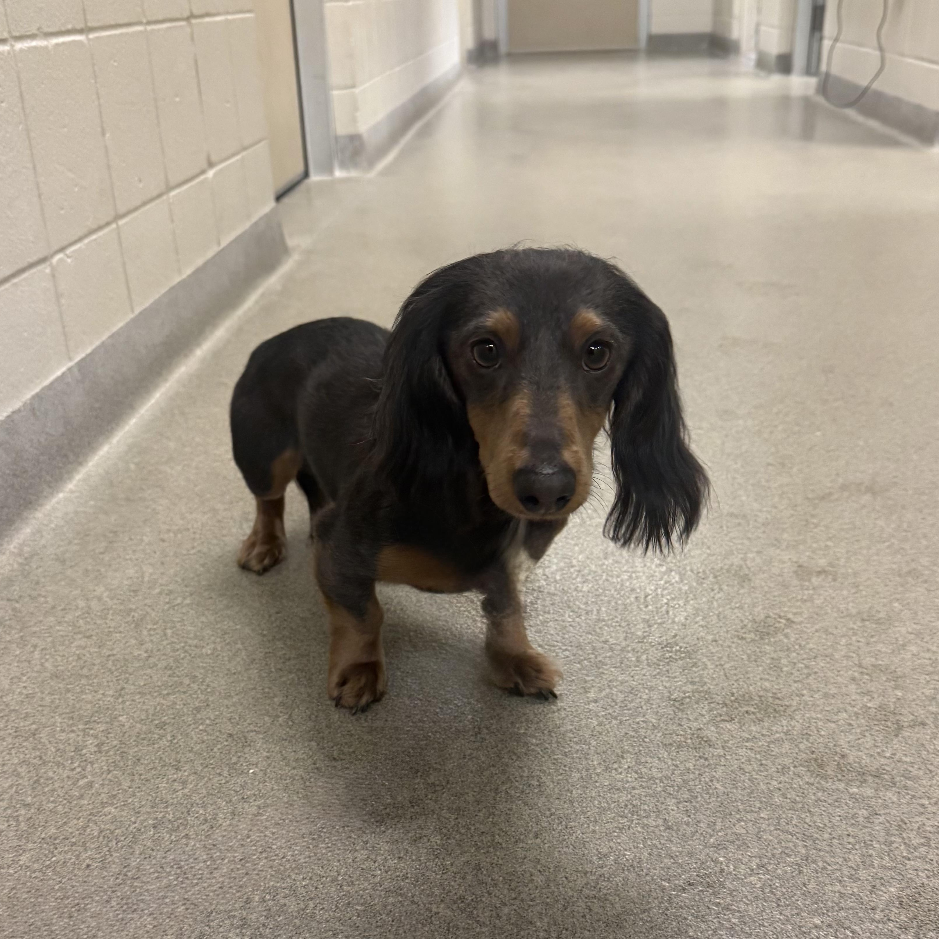 Enlarge Zoro, a Adopted Dachshund in Kearney, NE image 1/1