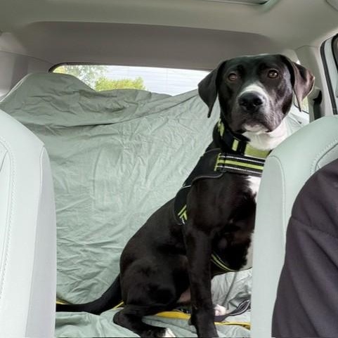 Tooch, Adoptable, Young Male Labrador Retriever.