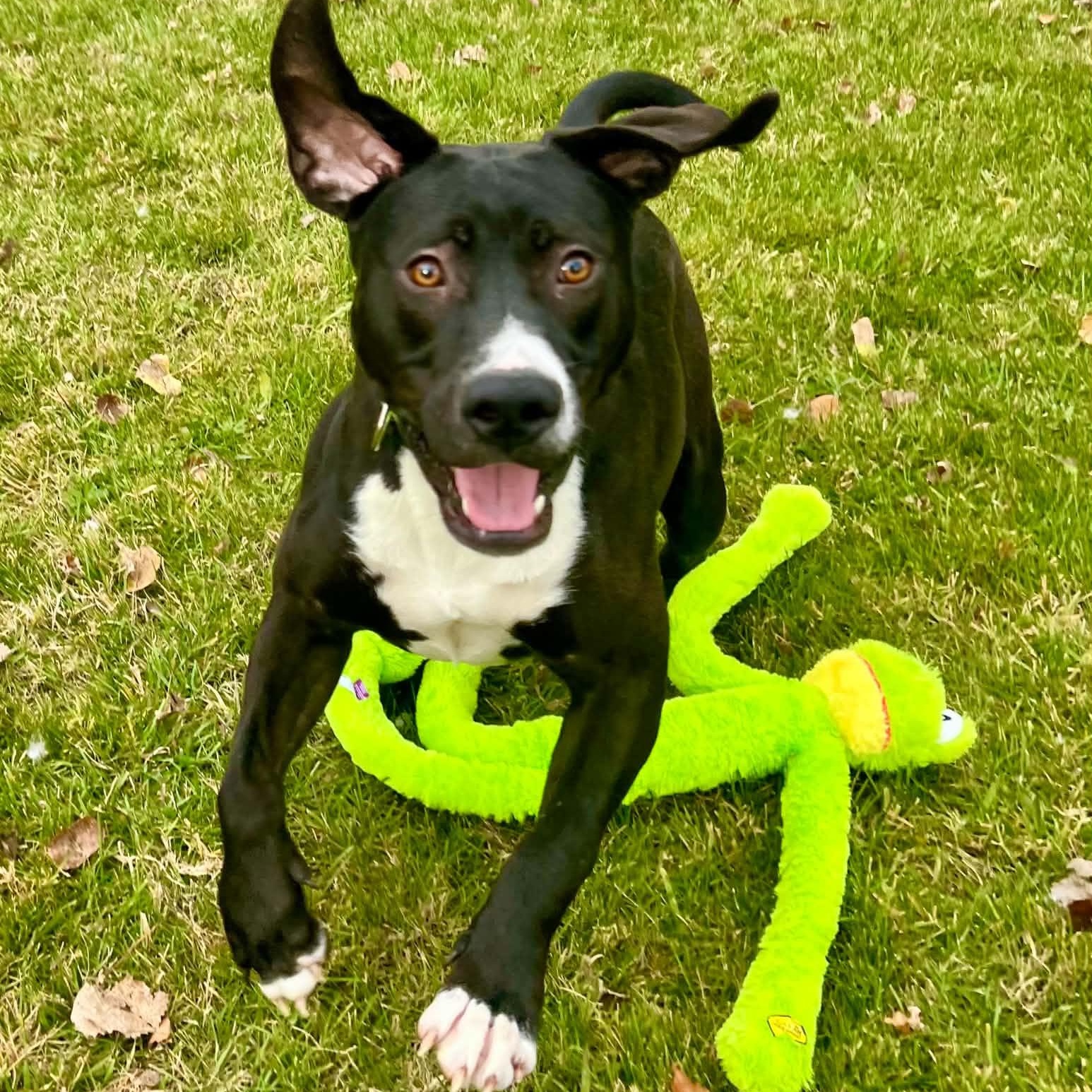 Tooch, Adoptable, Young Male Labrador Retriever.