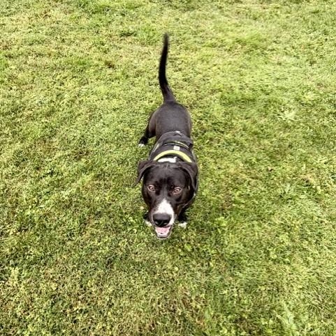 Enlarge Tooch, a Adoptable mixed breed in Williston, VT image 4/6