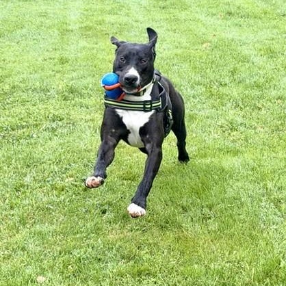 Enlarge Tooch, a Adoptable mixed breed in Williston, VT image 2/6