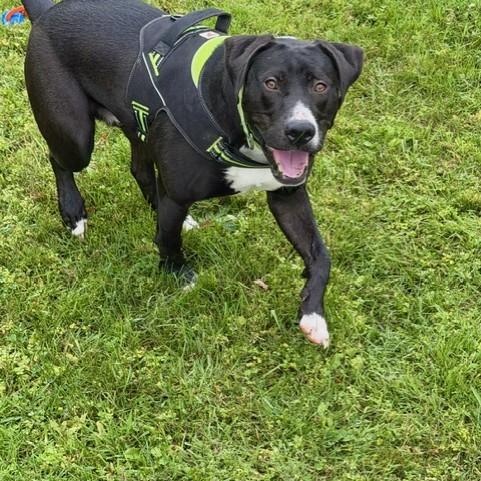 Enlarge Tooch, a Adoptable mixed breed in Williston, VT image 3/6