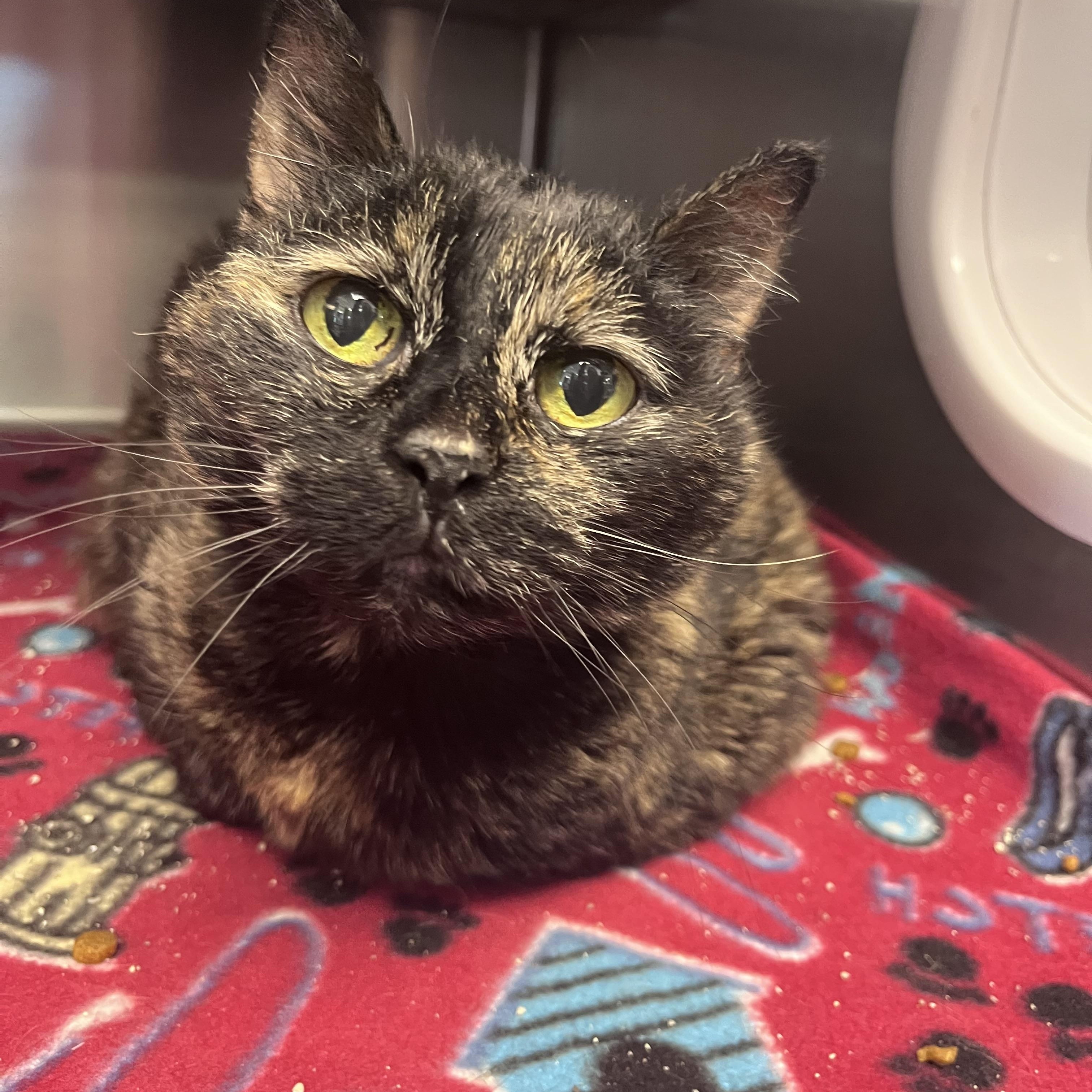 Enlarge Kiki, a ADOPTABLE Domestic Short Hair in Liberty, MO image 1/2