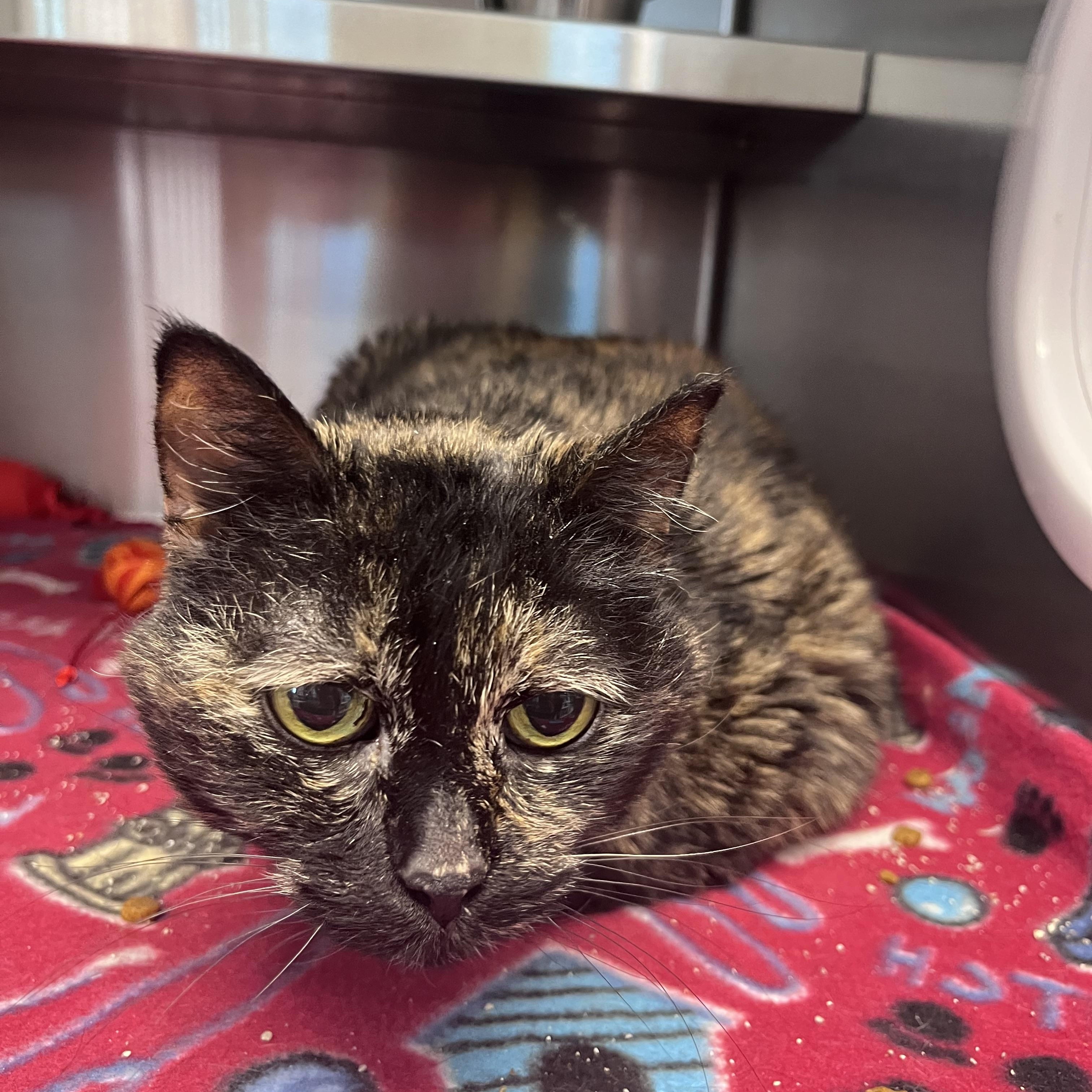 Enlarge Kiki, a ADOPTABLE Domestic Short Hair in Liberty, MO image 2/2